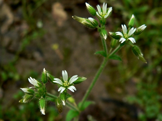 {Cerastium glomeratum}